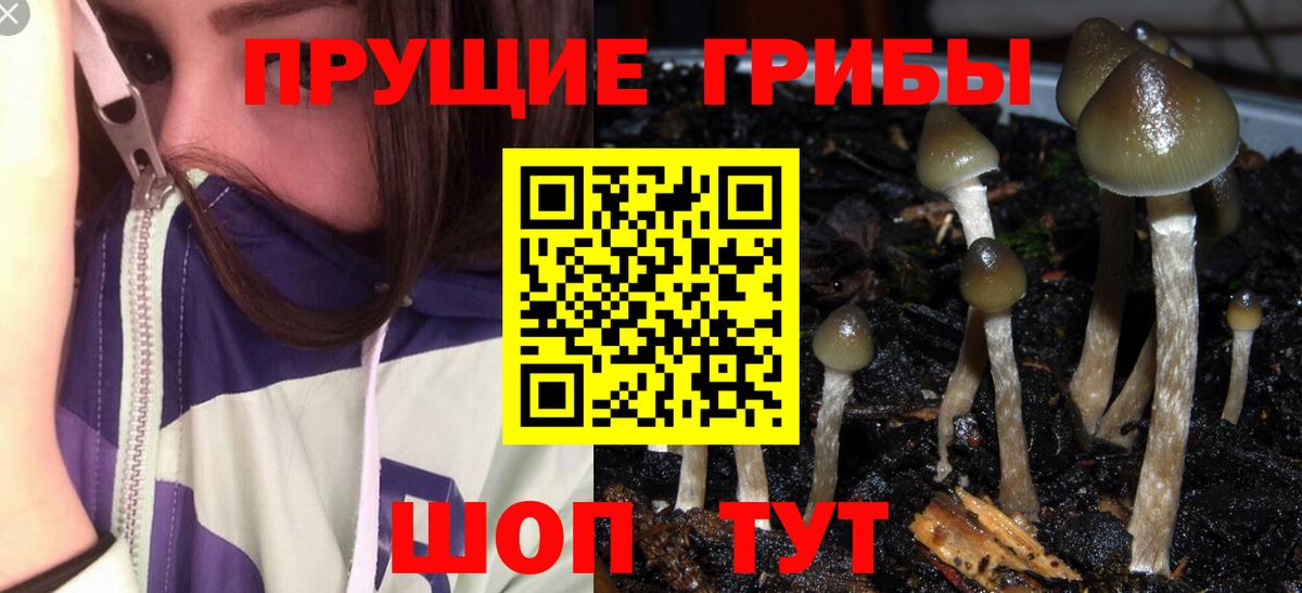 Кудымкар  Псилоцибиновые грибы Psilocybe  что такое   Вход с VPN 